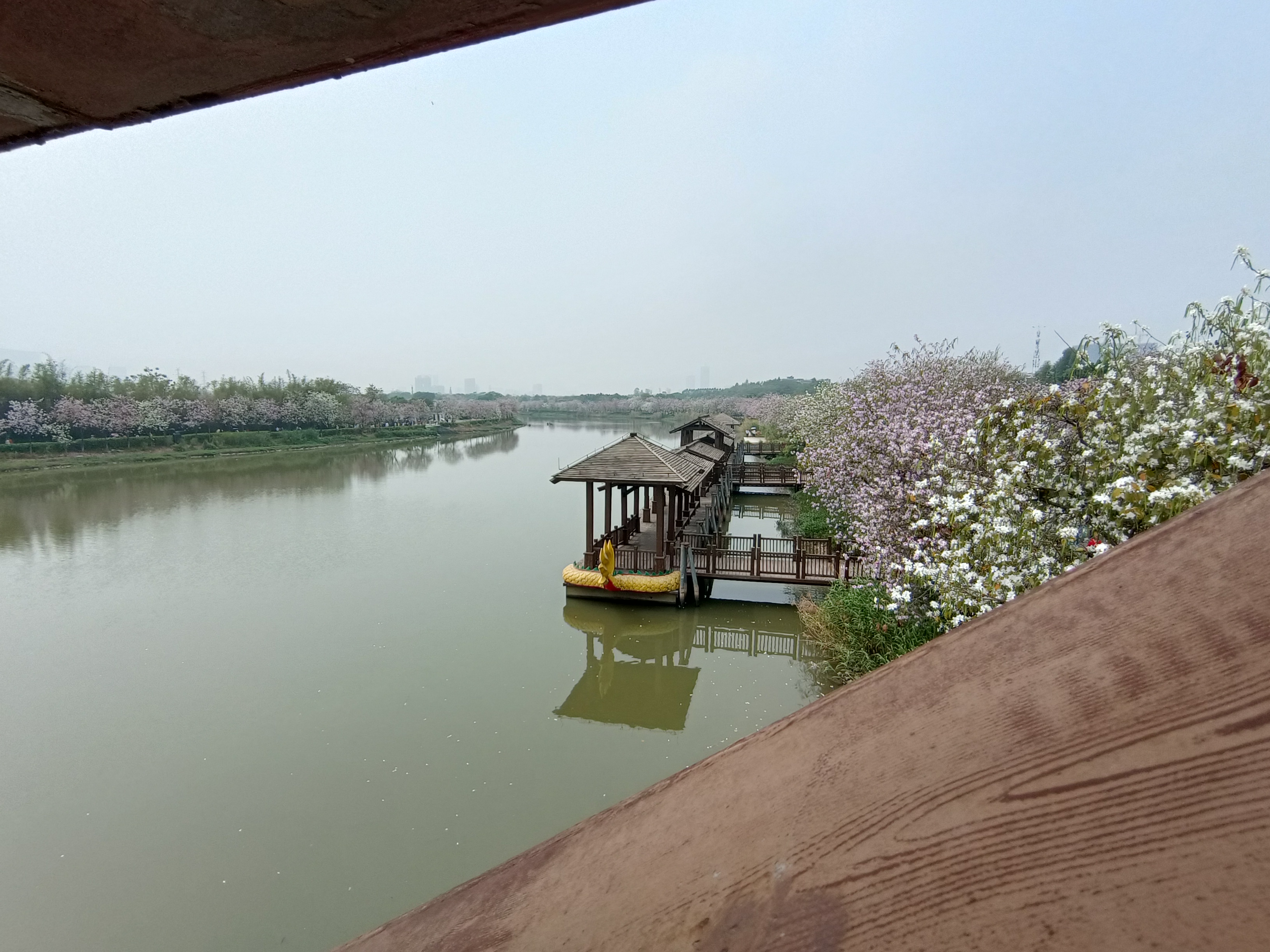 赶上3月花季，重游海珠湿地公园，徜徉紫金花下